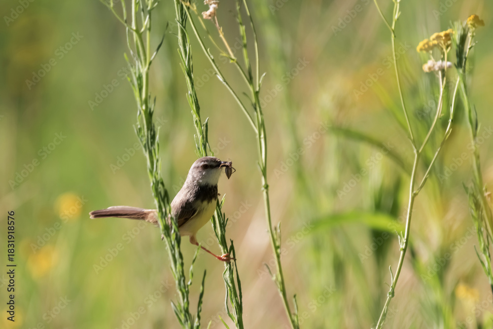 Obraz premium Petit passereau tenant sa proie dans son bec