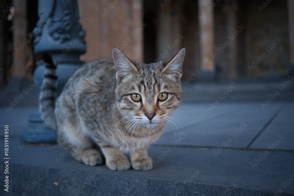 Fototapeta premium armenian street cat
