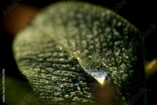 葉に付いた水滴