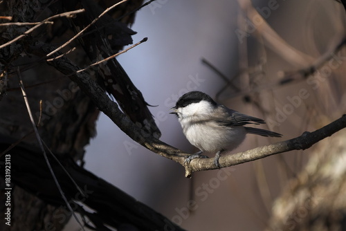 枝に止まったコガラ