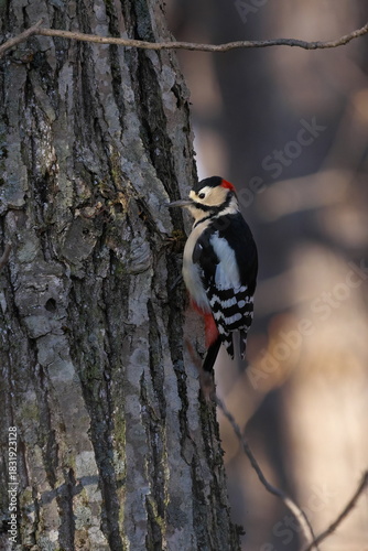 木をつつくアカゲラ