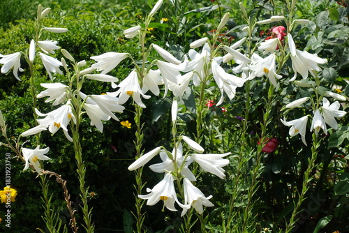 Numerous white flowers of Lilium candidum in June