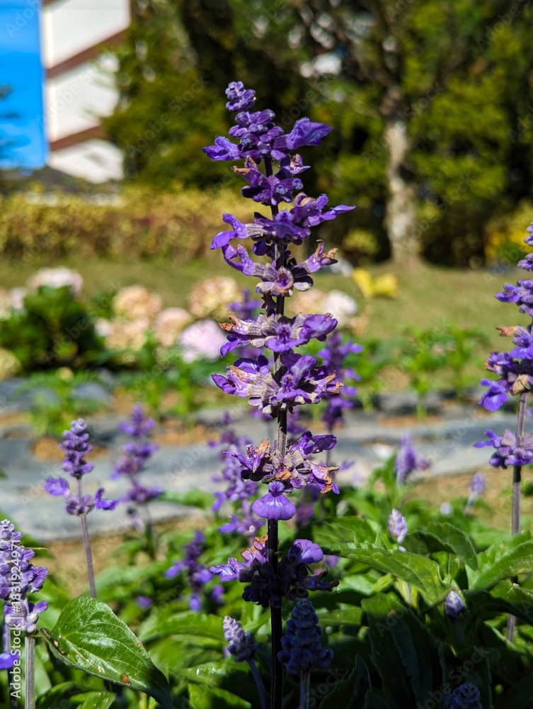 Fototapeta premium purple flowers in a garden
