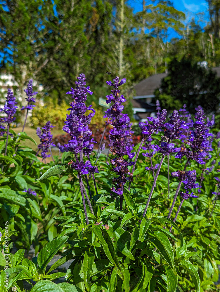Fototapeta premium flowers in the garden