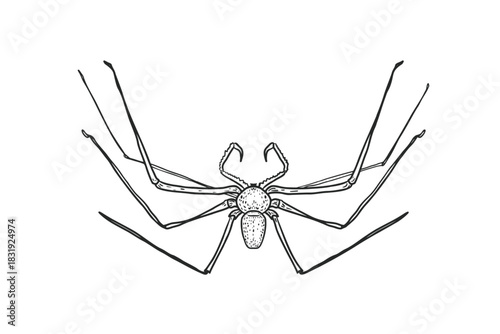 Vector illustration creepy daddy long legs spider, hand drawn engraving style. Insect and arachnid black white drawing for Halloween. Whip spider outline for educational material, encyclopedia.