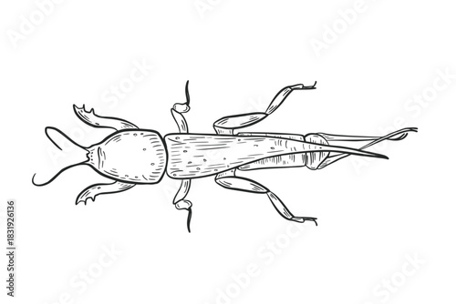 Black and white mole cricket insect vector art. Hand drawn detailed illustration of underground beetle for biology lesson, nature concept. Outline drawing beetle Gryllotalpa for entomology science.