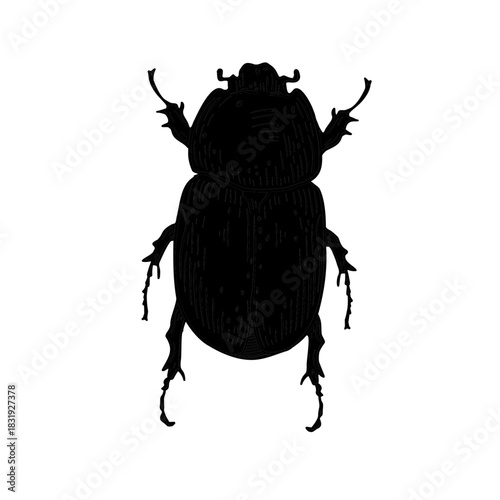 Black silhouette of a scarab beetle vector on white background. Graphic Bug insect hand drawn. Shadow May bug illustration for design element or stickers. Monochrome sign of beetle.