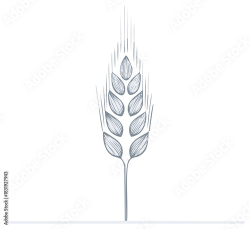 Hand-drawn wheat ear illustration, minimalist cereal grain sketch, organic harvest food ingredient symbol