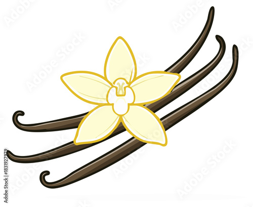 Aromatic Vanilla Flower with Sweet Dried Pods Vector Illustration