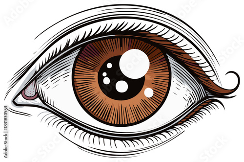Eye Illustration with Brown Iris Eyelashes and Skin Texture Detail Line Art