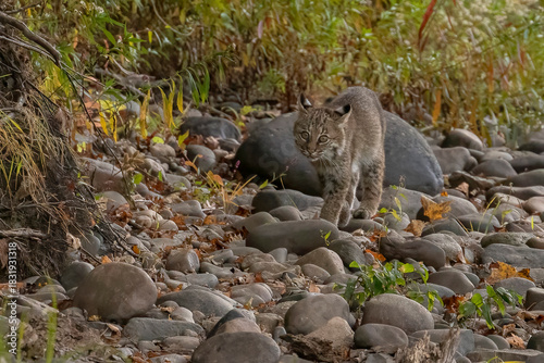 Bobcat kitten walks along the bank of the Delaware River