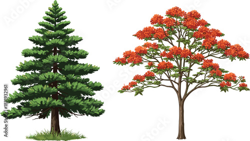 Coniferous pine tree and flowering deciduous tree side by side isolated on white background for botanical and educational vector design