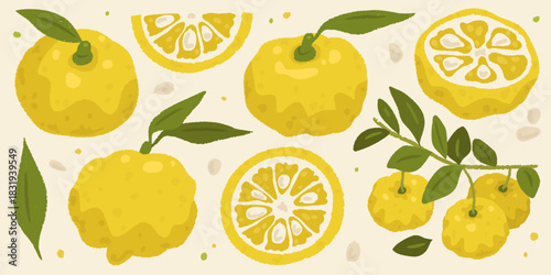 Set of yuzu fruit cartoon vector illustration isolated on white background