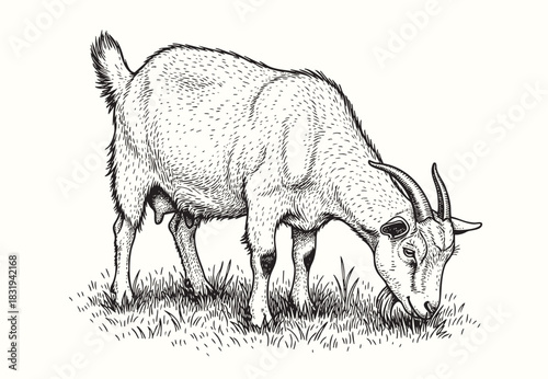 Goat, farm animal. Vector hand drawn sketch style illustration.