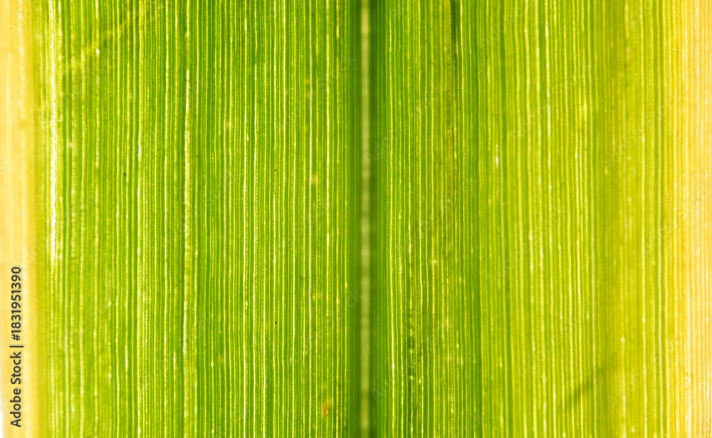 Fototapeta premium Vertical Striped Green Leaf Backlit Macro Pattern