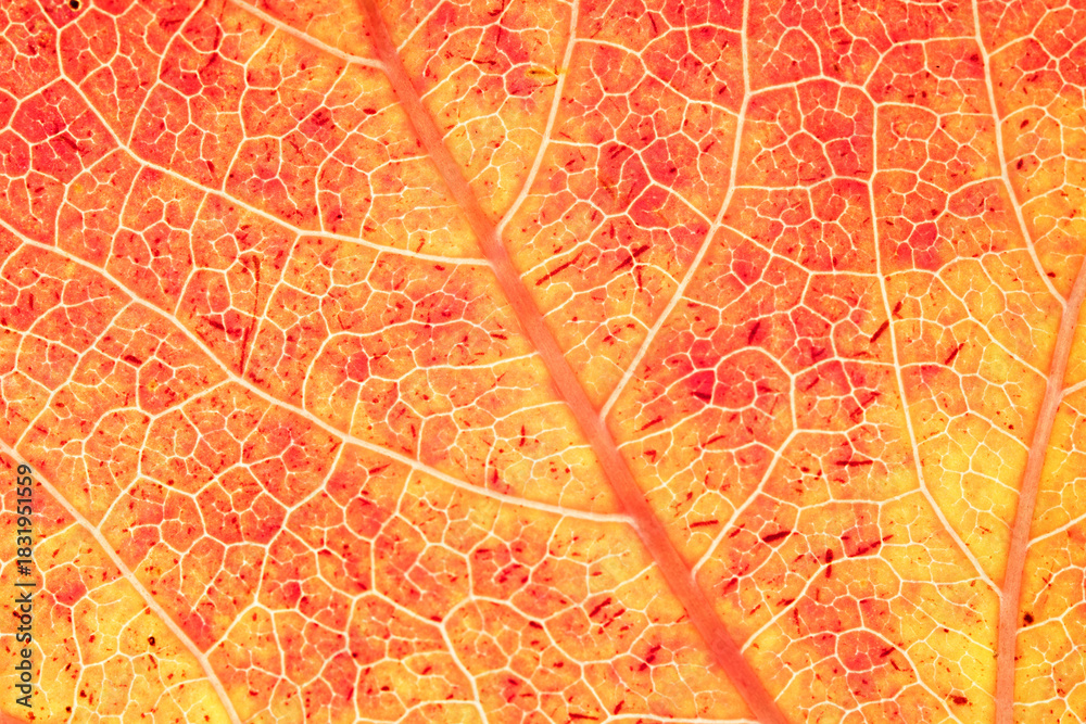 Naklejka premium Backlit Yellow Leaf Showing Vein Structure in Detail