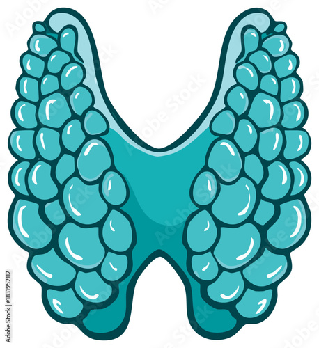 Thyroid gland vector illustration. Anatomical human organ icon for endocrinology and health care.