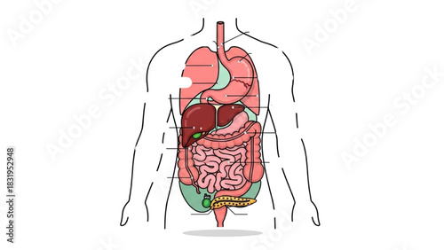Human Digestive System Anatomy Medical Illustration Internal Organs