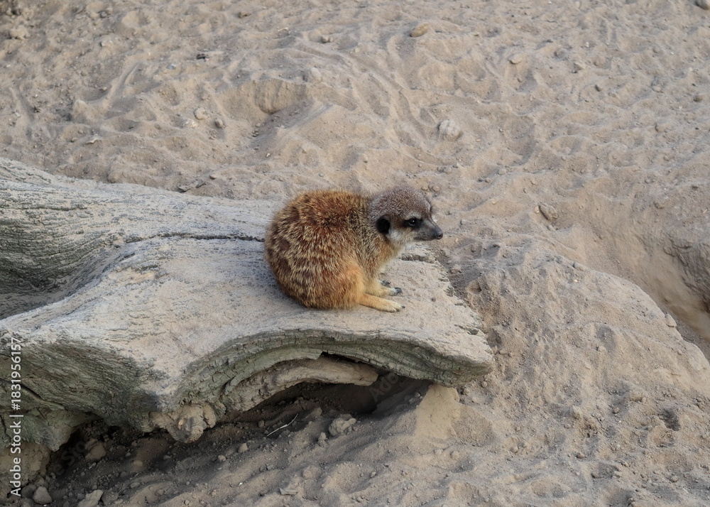 Obraz premium Suricata (Suricata suricatta) seduta sulla pietra nello ZOO