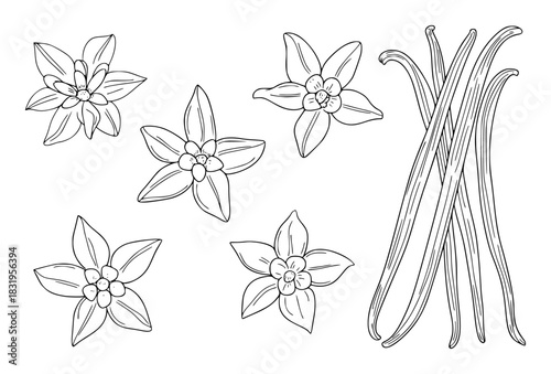 Line Art Illustration of Vanilla Beans and Flowers