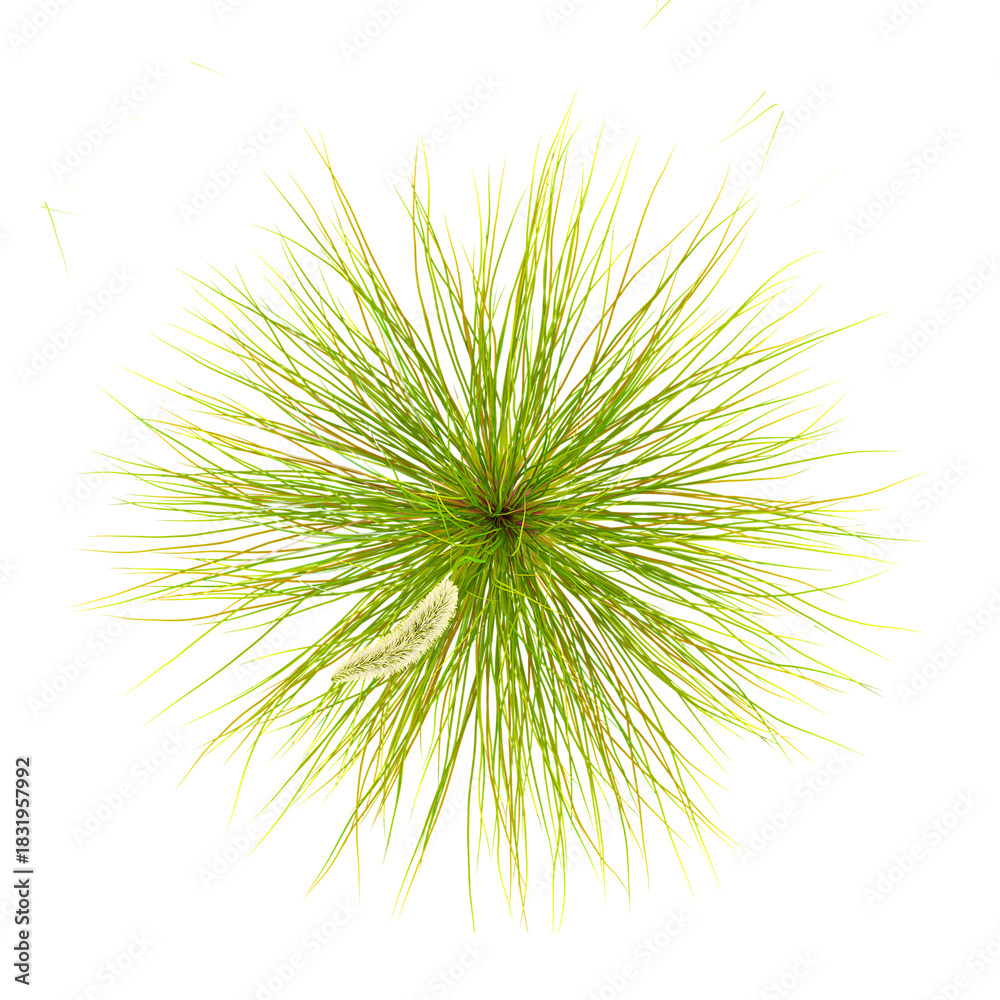 Fototapeta premium 3d illustration of deer grass isolated on transparent background from top view