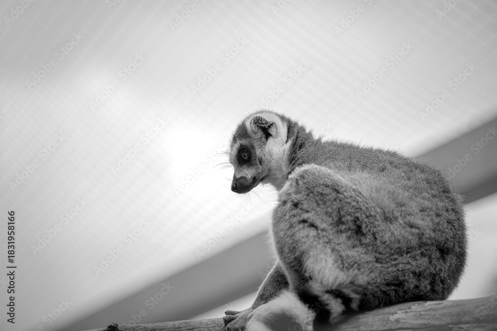 Naklejka premium Monochrome portrait of a lemur at the zoo