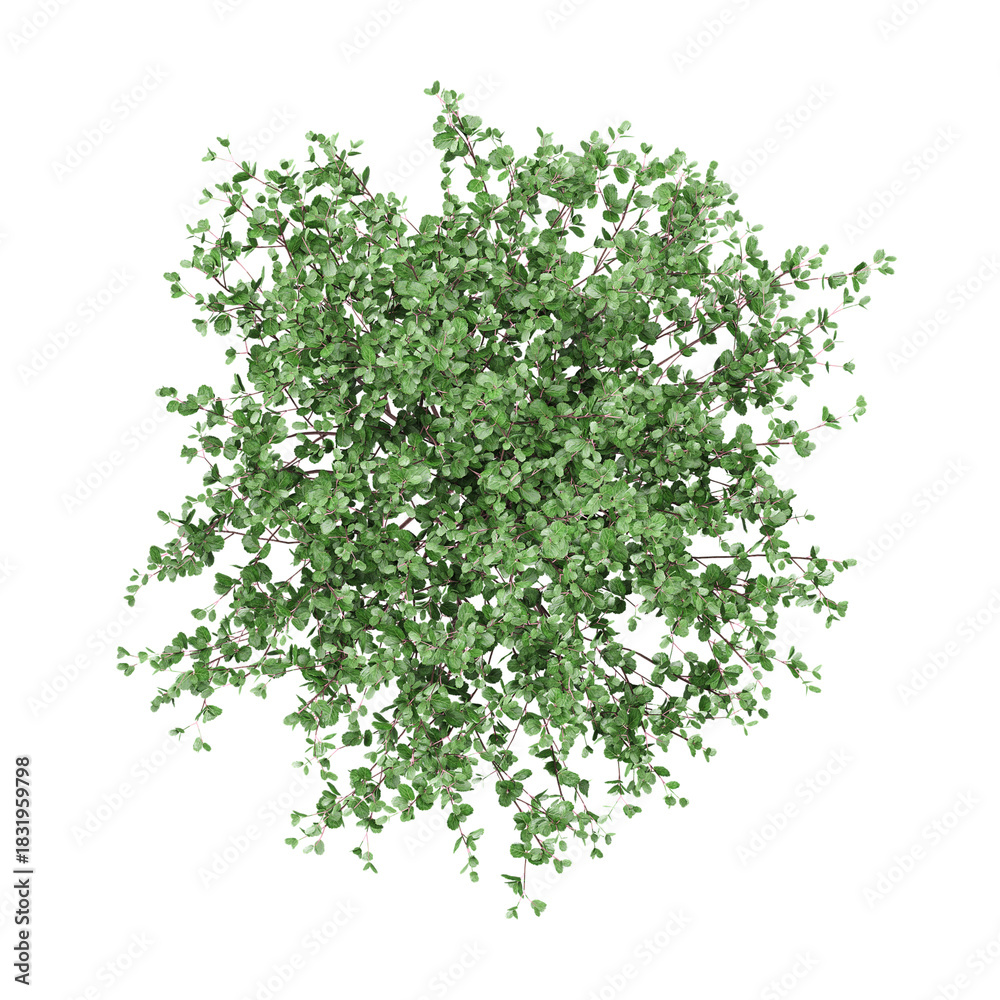 Obraz premium 3d illustration of Sasanqua camellia tree isolated on transparent background