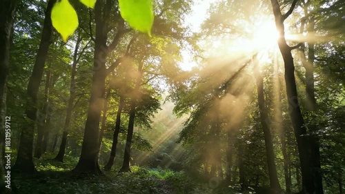 Ethereal sun rays pierce through dense morning mist filtering across a tranquil, deep green forest canopy in slow motion illumination, dawn, trees
