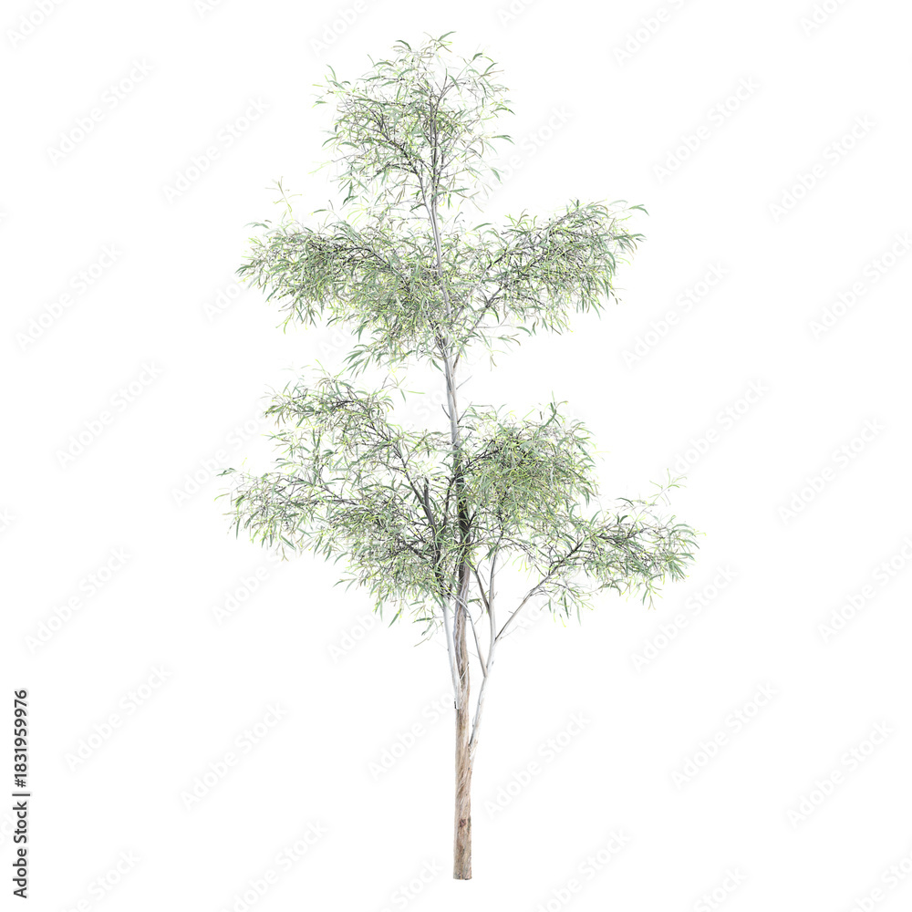 Obraz premium 3d illustration of Southern Blue gum Tree isolated on transparent background