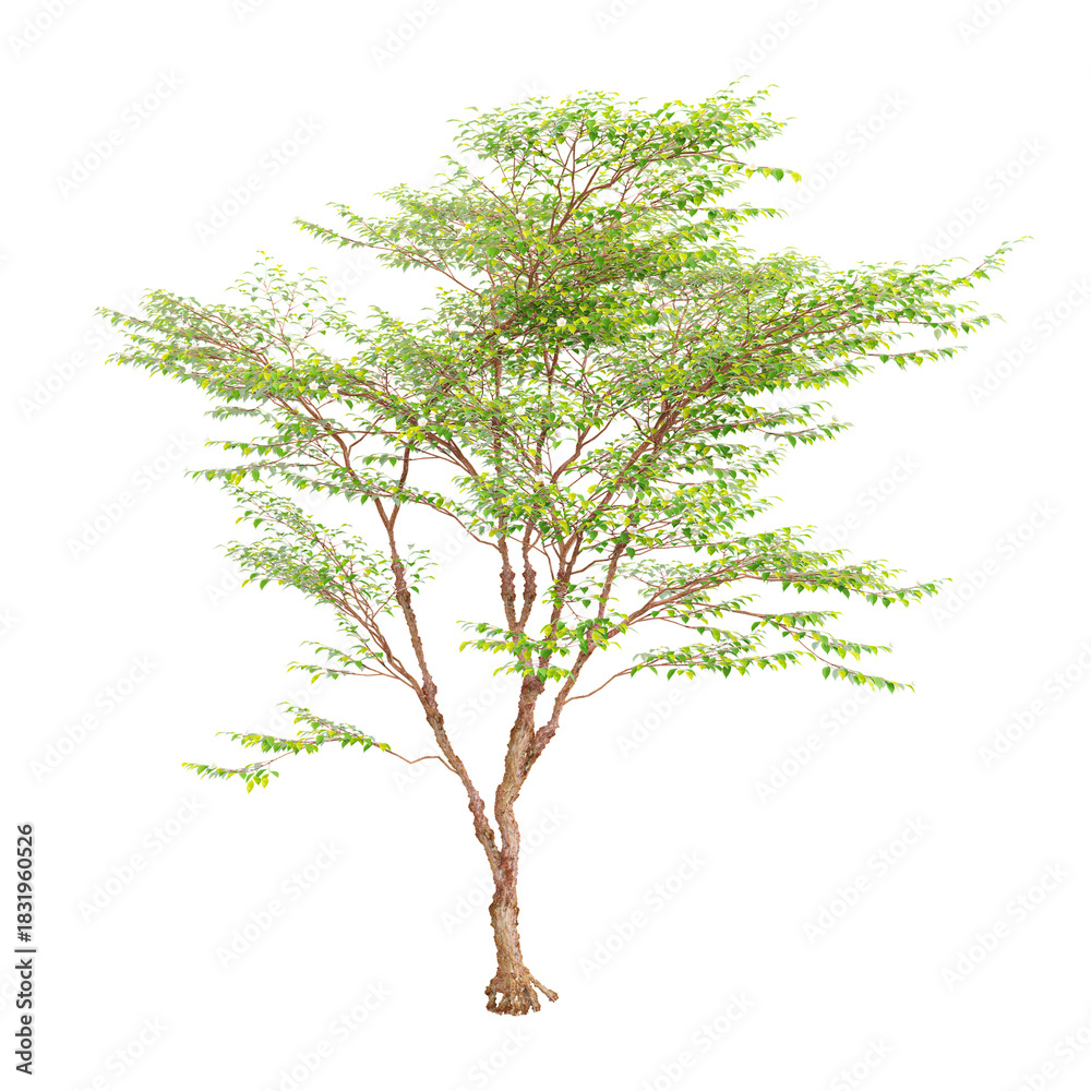Obraz premium 3d illustration of Tall Stewartia Tree isolated on transparent background