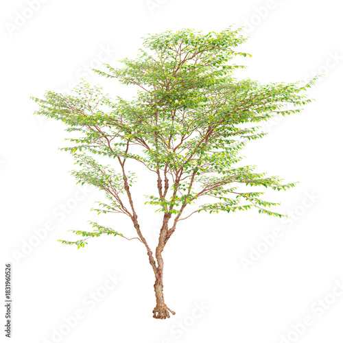 3d illustration of Tall Stewartia Tree isolated on transparent background