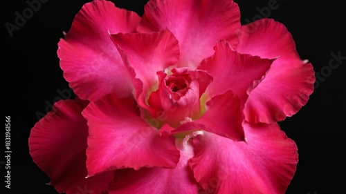 Extreme close-up of a vibrant pink desert rose slowly unfurling its velvety petals in beautiful studio lighting seamless loop, blooming, pink