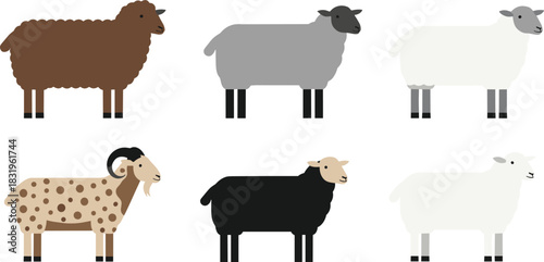 Cartoon Sheep Breeds Collection with Different Wool Colors Farm Livestock Flat Vector Illustration Set Isolated