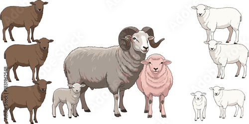 Cartoon Sheep Family and Breed Set with Ram, Ewes and Lambs Farm Livestock Flat Vector Illustration