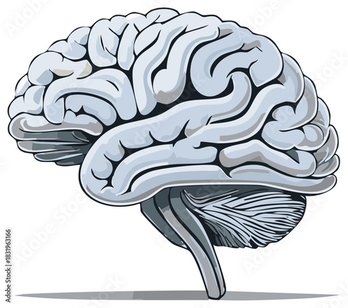 Human brain illustration depicting intelligence thought process and mental health concepts