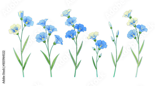 Delicate blue and yellow flower stems in full bloom