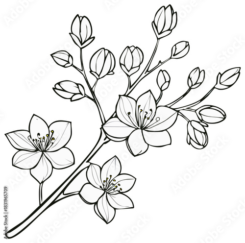 Elegant line art of a blooming cherry blossom branch with flowers and buds