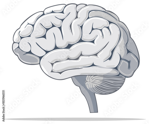 Vector illustration of human brain isolated on white background