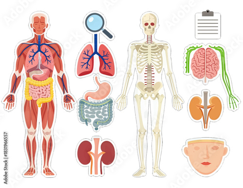 Illustration of human anatomy with organs and skeletal system