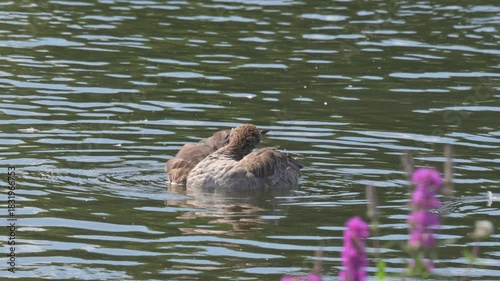 Greylag Goose (Anser anser) preening its feathers on a lake. September, Kent, UK. Slow motion x5
