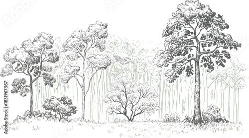 Detailed Hand Drawn Forest Landscape with Diverse Trees and Foliage nature woodland