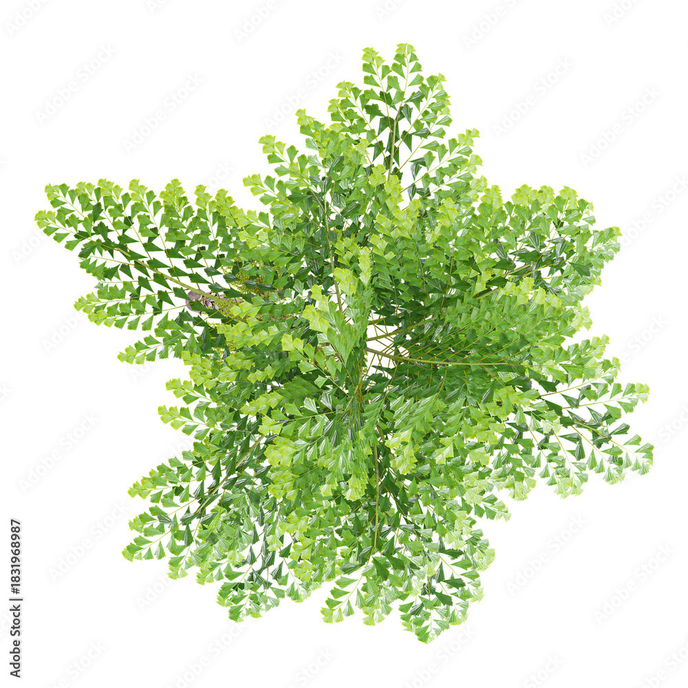 Fototapeta premium collection of Clustering fishtail palm tree with realistic style from top view