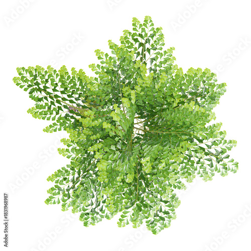 collection of Clustering fishtail palm tree with realistic style from top view