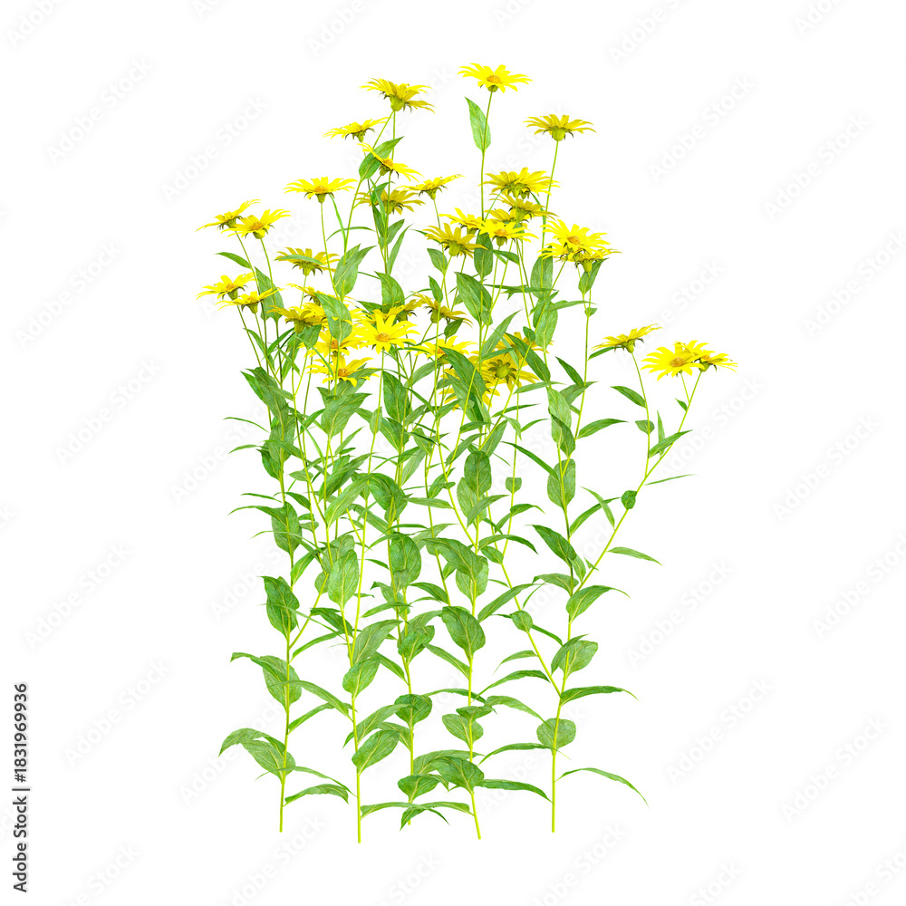 Fototapeta premium collection of Helianthus plant with realistic