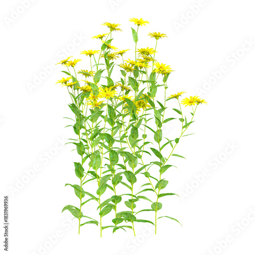 collection of Helianthus plant with realistic