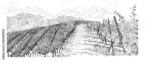 Vineyard landscape for both sides of path out to horizon with old city on it. Hand drawn sketch vector illustration on white