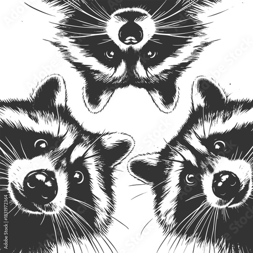 three raccoons peering downward with wide-eyed expressions, ideal for humor or wildlife themes sketch engraving generative ai vector illustration. Scratch board imitation. Black and white image.