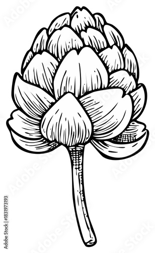 Artichoke drawing, detailed black and white illustration