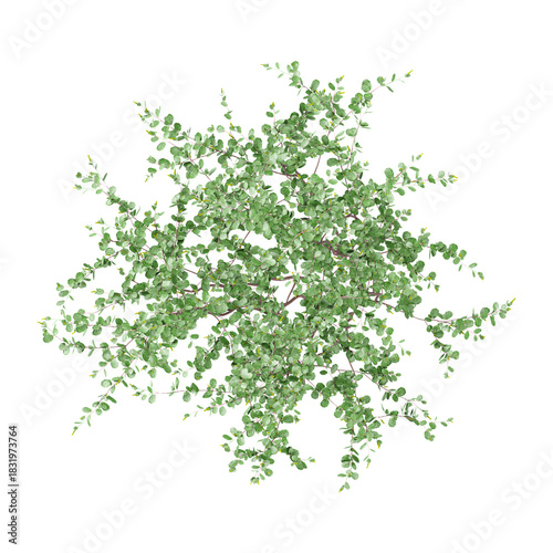 collection of Swamp birch tree on transparent canvas from the top view