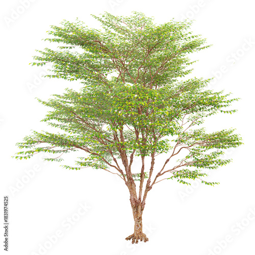 collection of Tall Stewartia Tree on transparent canvas
